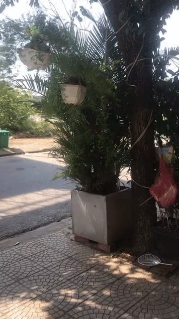 Cây cảnh màu Xanh. Mua bán Cây cảnh, đồ trang trí tại Quận Ngũ Hành Sơn Đà Nẵng được đăng bởi Nhuận Vân hình 1