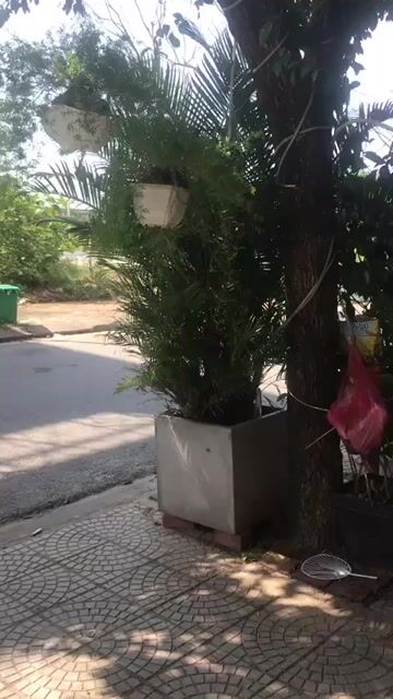 Cây cảnh màu Xanh. Mua bán Cây cảnh, đồ trang trí tại Quận Ngũ Hành Sơn Đà Nẵng được đăng bởi Nhuận Vân hình 1