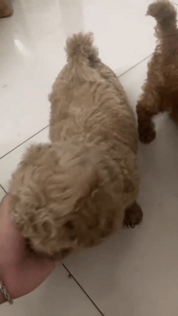 e cần bán 2 bé poodle. Mua bán Chó tại Quận Bình Tân Tp Hồ Chí Minh được đăng bởi trương hồng phúc  hình 1