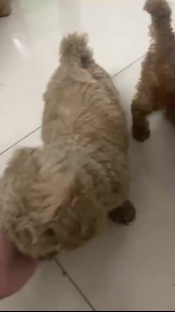 e cần bán 2 bé poodle. Mua bán Chó tại Quận Bình Tân Tp Hồ Chí Minh được đăng bởi trương hồng phúc  hình 1