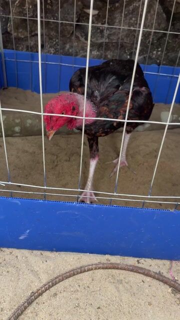 Gà chọi Đen Đực Tơ. Mua bán Gà tại Huyện Quỳ Hợp Nghệ An được đăng bởi Truong Tdp hình 1