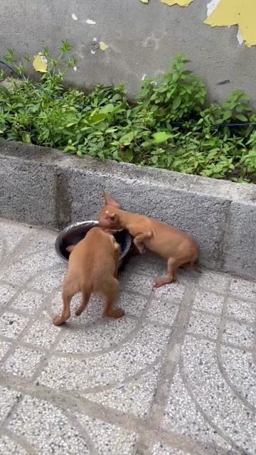 Chó Phốc hươu đực cái 2.5 tháng. Mua bán Chó tại Huyện Củ Chi Tp Hồ Chí Minh được đăng bởi Lê trí nghĩa hình 1