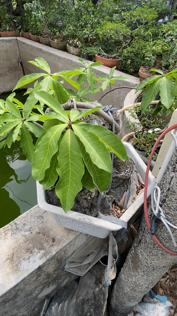 Cây cảnh Lộc vừng 10+ năm tuổi Ôm đá. Mua bán Cây cảnh, đồ trang trí tại Thành phố Sa Đéc Đồng Tháp được đăng bởi Giàu Nguyễn hình 1