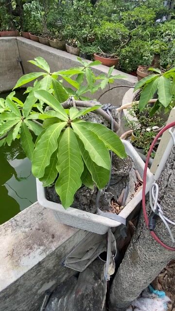 Cây cảnh Lộc vừng 10+ năm tuổi Ôm đá. Mua bán Cây cảnh, đồ trang trí tại Thành phố Sa Đéc Đồng Tháp được đăng bởi Giàu Nguyễn hình 1