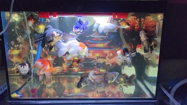 Cá vàng Oranda Đa màu. Mua bán Thú cưng khác tại Quận 12 Tp Hồ Chí Minh được đăng bởi Hiệp hình 1