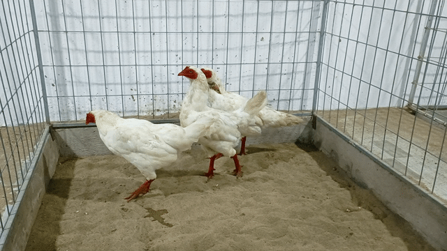Gà Thái Mỹ cái trên 2kg. Mua bán Gà tại Thành phố Sóc Trăng Sóc Trăng được đăng bởi Tiền Gà  hình 1