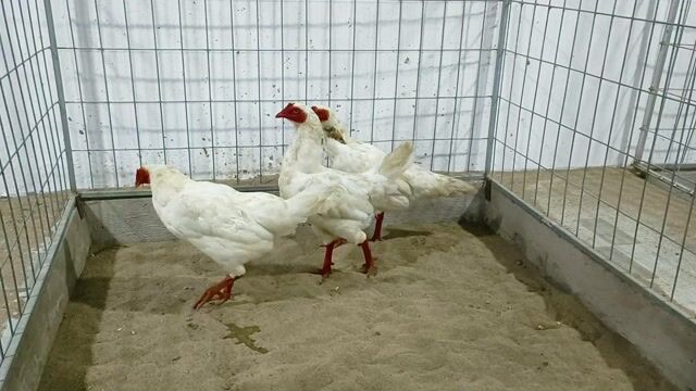 Gà Thái Mỹ cái trên 2kg. Mua bán Gà tại Thành phố Sóc Trăng Sóc Trăng được đăng bởi Tiền Gà  hình 1