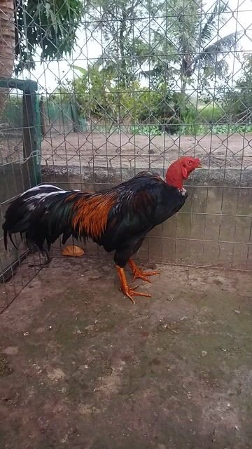 Gà 2.9kg. Mua bán Gà tại Huyện Long Phú Sóc Trăng được đăng bởi Quốc Hòn  hình 1