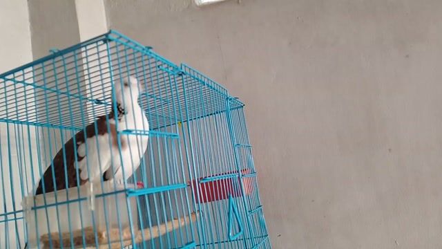 Chim Thái bông nâu trắng. Mua bán Chim tại Quận 8 Tp Hồ Chí Minh được đăng bởi MR T hình 1