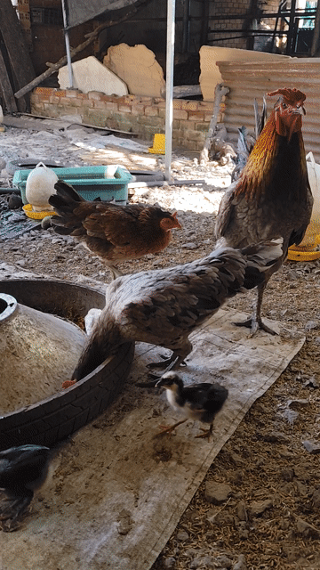 chia lại bộ gà nọc lông 3kg6. Mua bán Gà tại Huyện Xuân Lộc Đồng Nai được đăng bởi chuyên gà tre bắc hình 1