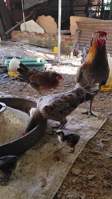 chia lại bộ gà nọc lông 3kg6. Mua bán Gà tại Huyện Xuân Lộc Đồng Nai được đăng bởi chuyên gà tre bắc hình 1