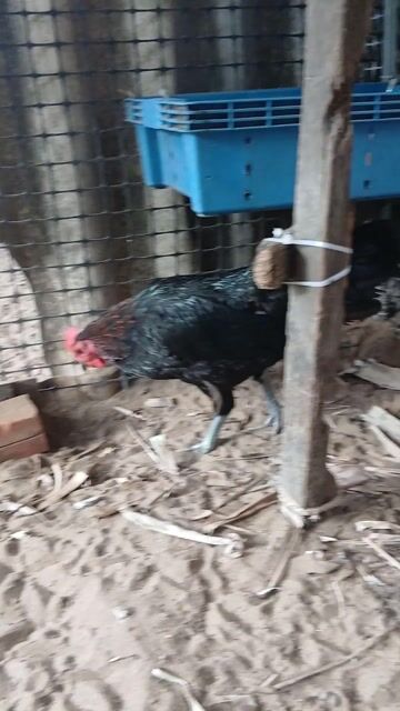 Gà mái đen 2.1kg. Mua bán Gà tại Huyện Ba Tri Bến Tre được đăng bởi Phi hình 1