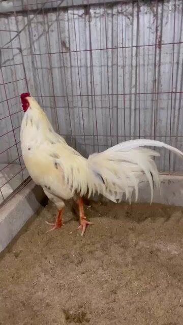 bướm tơ 2k6 gag zin. Mua bán Gà tại Huyện Bình Chánh Tp Hồ Chí Minh được đăng bởi phúc hình 1