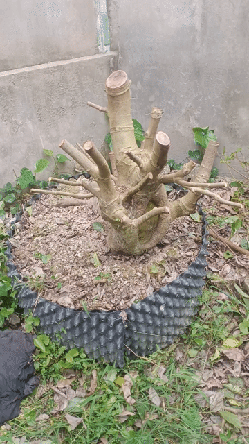 Cây sung dáng thú hoành 60cm. Mua bán Cây cảnh, đồ trang trí tại Huyện Châu Thành Đồng Tháp được đăng bởi Thach Pham hình 1
