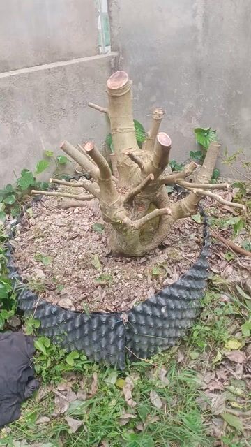 Cây sung dáng thú hoành 60cm. Mua bán Cây cảnh, đồ trang trí tại Huyện Châu Thành Đồng Tháp được đăng bởi Thach Pham hình 1