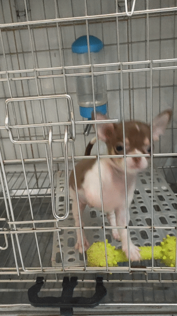 Chó Chihuahua đực bò sô. Mua bán Chó tại Quận Bình Thạnh Tp Hồ Chí Minh được đăng bởi Lỳ hình 1