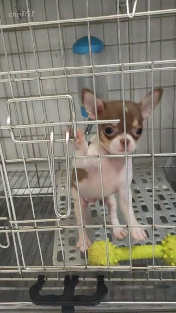 Chó Chihuahua đực bò sô. Mua bán Chó tại Quận Bình Thạnh Tp Hồ Chí Minh được đăng bởi Lỳ hình 1