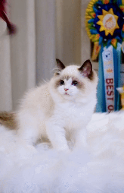 Mèo Ragdoll đực Trung Quốc 3.5 tháng Lông mềm. Mua bán Mèo tại Quận Nam Từ Liêm Hà Nội được đăng bởi Đại Ngọc ChamMiloHouse hình 1