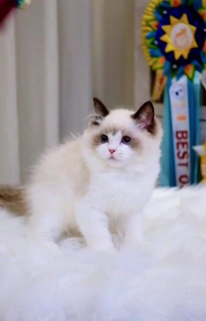 Mèo Ragdoll đực Trung Quốc 3.5 tháng Lông mềm. Mua bán Mèo tại Quận Nam Từ Liêm Hà Nội được đăng bởi Đại Ngọc ChamMiloHouse hình 1