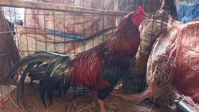 Gà chọi Asil lai trống 3.6kg Xanh. Mua bán Gà tại Huyện Giồng Trôm Bến Tre được đăng bởi Trần Quang Thanh hình 1