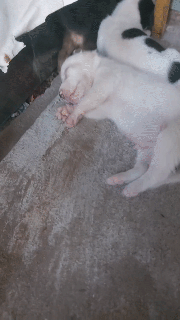 chó phốc lai nhỏ con . Mua bán Chó tại Huyện Bình Chánh Tp Hồ Chí Minh được đăng bởi mai trung hiếu hình 1