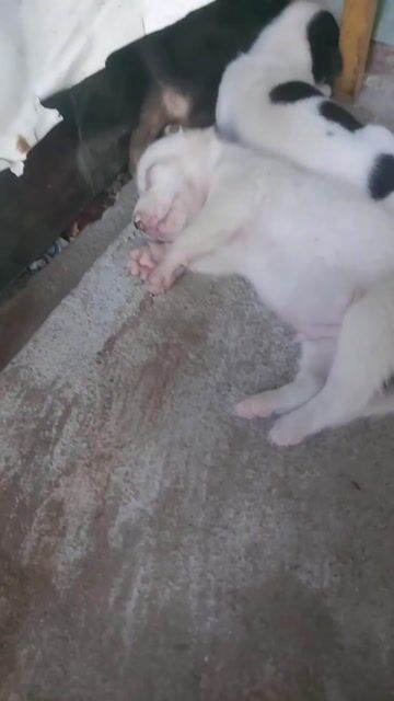 chó phốc lai nhỏ con . Mua bán Chó tại Huyện Bình Chánh Tp Hồ Chí Minh được đăng bởi mai trung hiếu hình 1