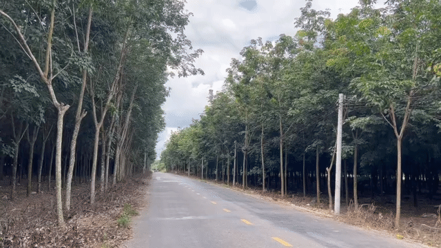Mua bán Đất Huyện Phú Giáo Bình Dương diện tích 3000 m² giá 3,48 tỷ
