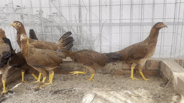 Gà Asill Mỹ 4 tháng. Mua bán Gà tại Quận Ô Môn Cần Thơ được đăng bởi Chiến Kê Miền Tây  hình 1