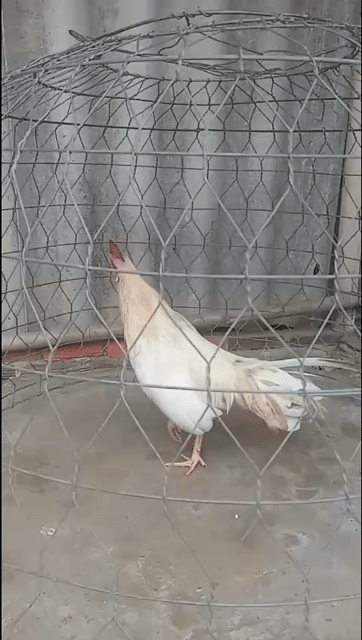 Gà tre Bướm chân trắng 1.15kg. Mua bán Gà tại Thành phố Bến Tre Bến Tre được đăng bởi phong hình 1