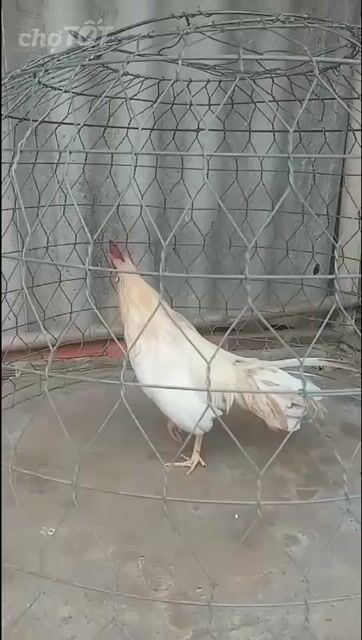 Gà tre Bướm chân trắng 1.15kg. Mua bán Gà tại Thành phố Bến Tre Bến Tre được đăng bởi phong hình 1
