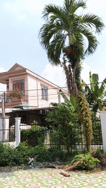 Cây cảnh cau  , cao 5 mét.. Mua bán Cây cảnh, đồ trang trí tại Thành phố Thủ Đức Tp Hồ Chí Minh được đăng bởi Le Tuyet  hình 1