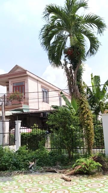 Cây cảnh cau  , cao 5 mét.. Mua bán Cây cảnh, đồ trang trí tại Thành phố Thủ Đức Tp Hồ Chí Minh được đăng bởi Le Tuyet  hình 1