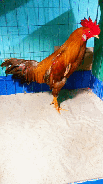 Gà chọi khét 2.65kg gà tơ zin không tật lỗi. Mua bán Gà tại Huyện Bình Chánh Tp Hồ Chí Minh được đăng bởi Bé Tẩyyyy hình 1