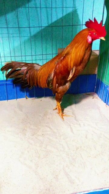 Gà chọi khét 2.65kg gà tơ zin không tật lỗi. Mua bán Gà tại Huyện Bình Chánh Tp Hồ Chí Minh được đăng bởi Bé Tẩyyyy hình 1
