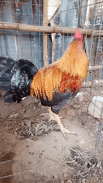 Cú lửa  3.3kg mẻ xịn mau chơi. Mua bán Gà tại Huyện Châu Thành Hậu Giang được đăng bởi Vĩnh gà lai Hậu Giang  hình 1