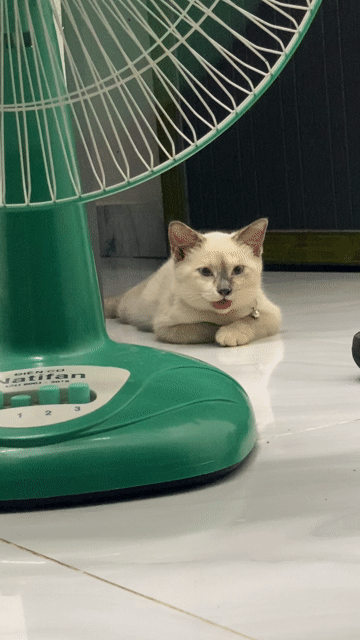 Mèo Munchkin cái 3 tháng Trắng. Mua bán Mèo tại Huyện Đức Hòa Long An được đăng bởi Bé Mèo  hình 1