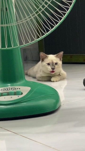 Mèo Munchkin cái 3 tháng Trắng. Mua bán Mèo tại Huyện Đức Hòa Long An được đăng bởi Bé Mèo  hình 1
