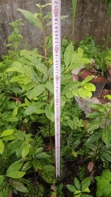 Mai con Đột xanh 4 năm tuổi 90cm Quảng Ngãi. Mua bán Cây cảnh, đồ trang trí tại Huyện Bình Sơn Quảng Ngãi được đăng bởi Le van danh hình 1