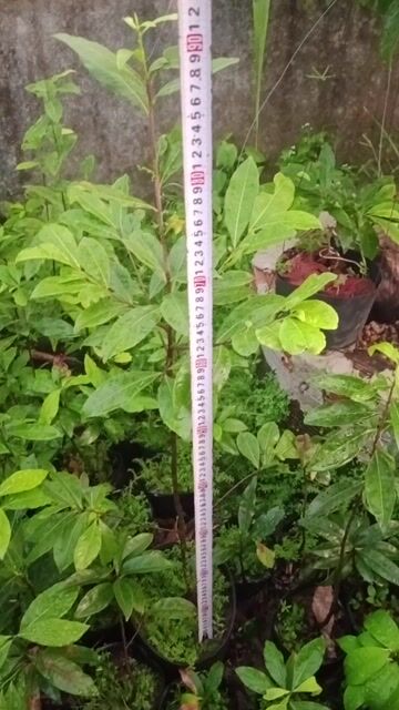Mai con Đột xanh 4 năm tuổi 90cm Quảng Ngãi. Mua bán Cây cảnh, đồ trang trí tại Huyện Bình Sơn Quảng Ngãi được đăng bởi Le van danh hình 1