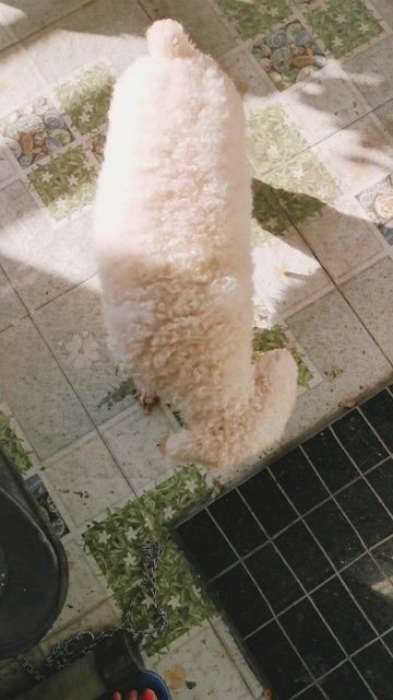 Poodle Thuần Chủng. Mua bán Chó tại Huyện Đức Hòa Long An được đăng bởi LyLy hình 1