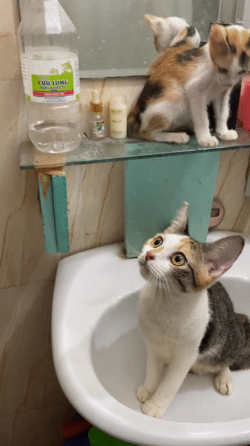 Mèo Tam thể lớn 4 tháng-bé nhỏ gần 3 tháng. Mua bán Mèo tại Thành phố Thủ Đức Tp Hồ Chí Minh được đăng bởi Họ Nhà Mèo hình 1
