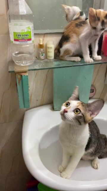 Mèo Tam thể lớn 4 tháng-bé nhỏ gần 3 tháng. Mua bán Mèo tại Thành phố Thủ Đức Tp Hồ Chí Minh được đăng bởi Họ Nhà Mèo hình 1