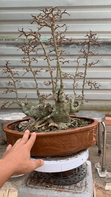 Cây cảnh Bonsai Cây Duối. Mua bán Cây cảnh, đồ trang trí tại Huyện Nhà Bè Tp Hồ Chí Minh được đăng bởi Long hình 1