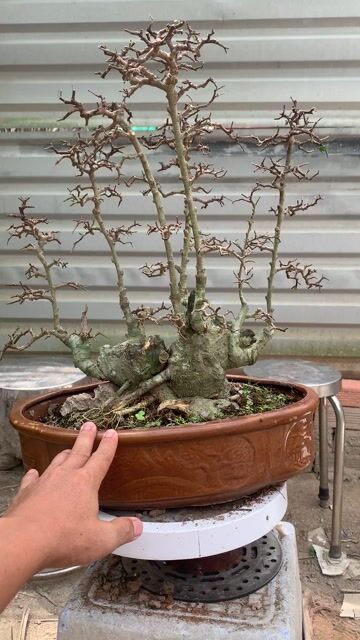 Cây cảnh Bonsai Cây Duối. Mua bán Cây cảnh, đồ trang trí tại Huyện Nhà Bè Tp Hồ Chí Minh được đăng bởi Long hình 1