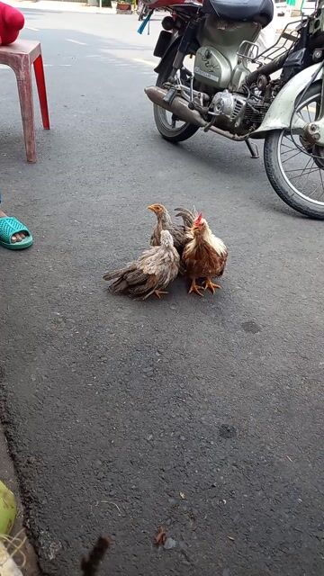 Gà Tân Châu 3 con Nâu, Trắng. Mua bán Gà tại Thành phố Long Xuyên An Giang được đăng bởi Phong Hùng hình 1