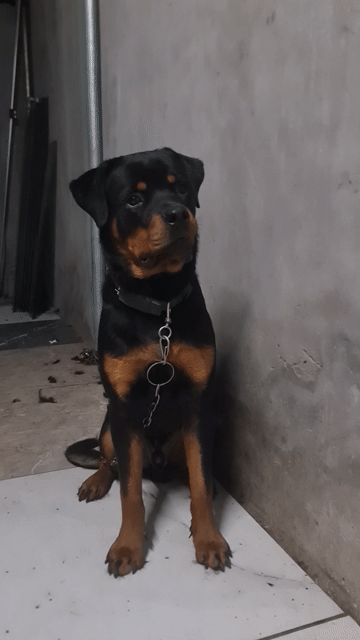 Chó Rottweiler 7 tháng. Mua bán Chó tại Huyện Tiên Du Bắc Ninh được đăng bởi gia huy hình 1