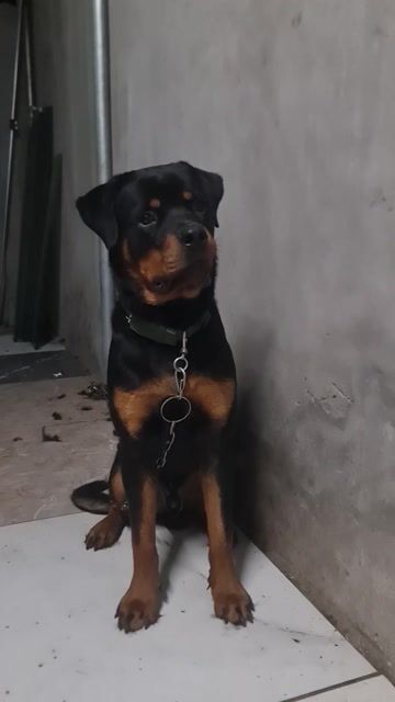 Chó Rottweiler 7 tháng. Mua bán Chó tại Huyện Tiên Du Bắc Ninh được đăng bởi gia huy hình 1