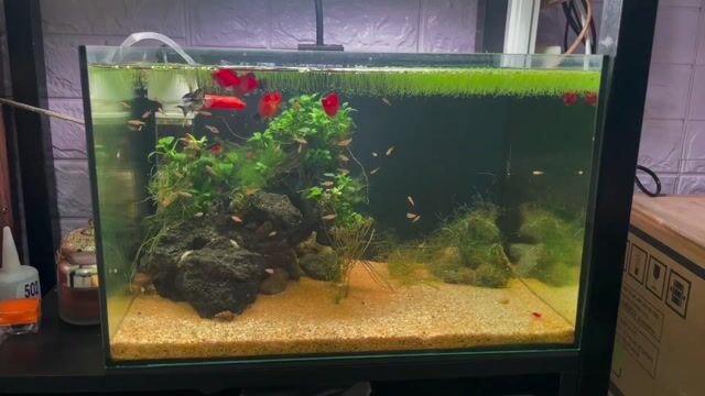 Bể cá thủy sinh Kính 40x27x25 cm. Mua bán Phụ kiện, Thức ăn, Dịch vụ tại Quận Cái Răng Cần Thơ được đăng bởi Phong hình 1