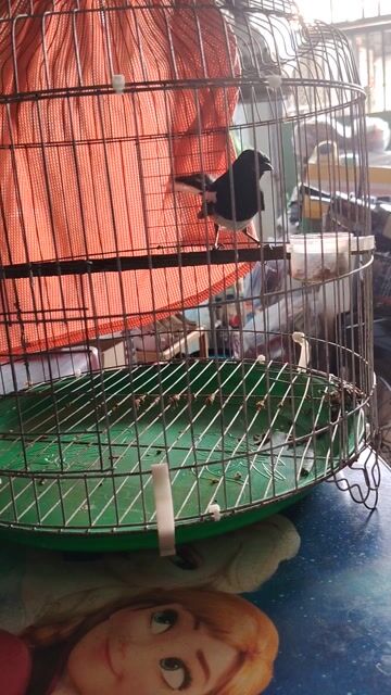 Thanh lý. Mua bán Chim tại Thành phố Biên Hòa Đồng Nai được đăng bởi Nam Nhung Diep Ly hình 1