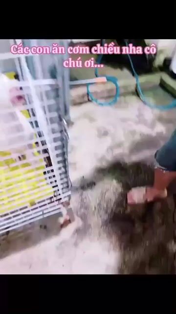 Tìm ba mẹ cho các bé